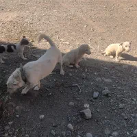 واگذاری سگ