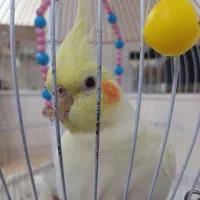عروس هلندی