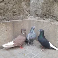 دمسفیدکله دوکت|پرنده|اصفهان, کوی امیریه|دیوار