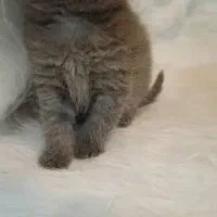 توله گربه های بریتیش و اسکاتیش بریتیش|گربه|اهواز, کوروش|دیوار