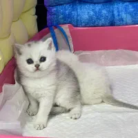 ملوسای بلا|گربه|رشت, منظریه|دیوار