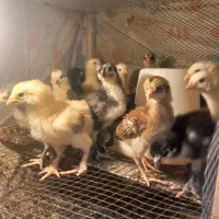 فروش تعدادی جوجه دو رگه لاری وبرهمه|حیوانات مزرعه|نورآباد ممسنی, |دیوار