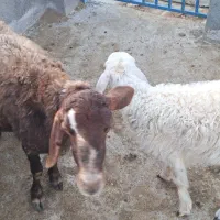 میش افشاری بره دار