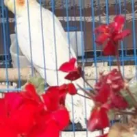 گمشده عروس هلندی