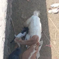 بز سرحال|حیوانات مزرعه|سیب و سوران, |دیوار