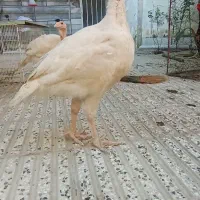جوجه بیوتی ۶ بوقلمون