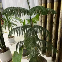 گل و گیاه|گل و گیاه طبیعی|مبارکه, |دیوار