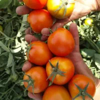 گوجه فرنگی ربی