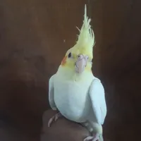 جوجه عروس