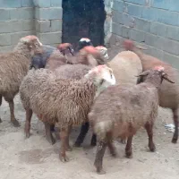 گوسفند کاور نر|حیوانات مزرعه|سنقر, |دیوار