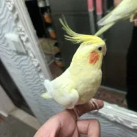 عروس هلندی ماده دستی|پرنده|ری, جوانمرد قصاب|دیوار