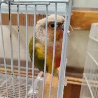 گرینچیک سخنگو رقاص میگه سلام تیتی بدو پسر