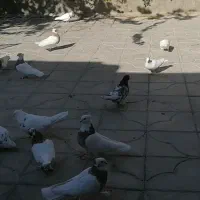 فروش سی عدد طوقی همه مدل دونه ای 500 هزار تومان|پرنده|استهبان, |دیوار