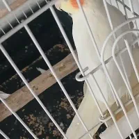 عروس هلندی لوتینو ماده