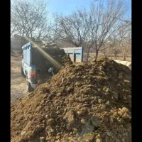 کودگوسفندی‌گاوی‌تحویل‌سرزمین