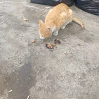 گربه|گربه|تبریز, |دیوار