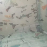 گوپی سنگاپوری اصیل