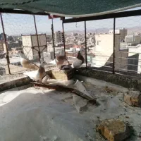 با عرض سلام از زحمات عوامل دیوار فروش 5 کبوتر نقش