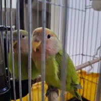 طوطی برزیلی دستی|پرنده|تهران, والفجر (افسریه)|دیوار