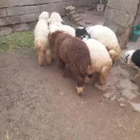 گوسفند نر