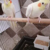 عروس هلندی مولد