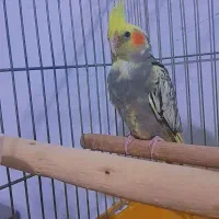 عروس هلندی /نر / گل باقالی