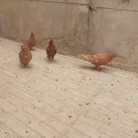 سه تا زرد ی سرخ همه 4تا ماده