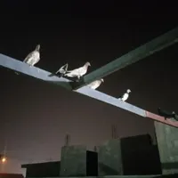 12  کبوتر  پلاکی  و رنگی خوب معاوضه با مرغ محلی|حیوانات مزرعه|بندر دیر, |دیوار