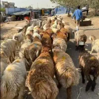 دام چاق و پلوار /گوسفند کم چربی /زنده ممتاز(خونی)|حیوانات مزرعه|مشهد, نوید|دیوار