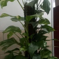 گل کاملا طبیعی|گل و گیاه طبیعی|تهران, مهرآباد جنوبی|دیوار