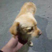 سگ باهوش و بامزه و حرف گوش کن