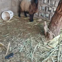 بره گوسفند میش