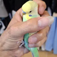مرغ عشق نژاد خاص کمیاب و تک زیبا