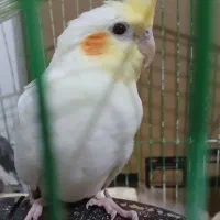 عروس هلندی سه ماهه نژاد لوتینو