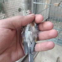 جوجه سهره