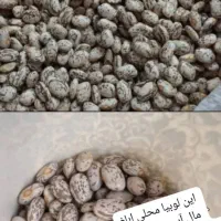 لوبیا ابلغ ،آب چشمه