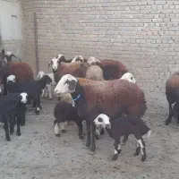 میش بره|حیوانات مزرعه|بروجرد, |دیوار