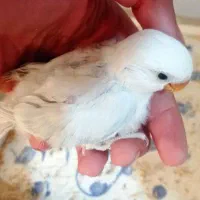 کوتوله برزیلی جفت با تخم و جوجه سرلاکی|پرنده|نیریز, |دیوار