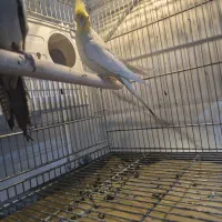 عروس لوتینو نر مست بخون