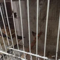 فنچ کرواتی|پرنده|آزادشهر, |دیوار