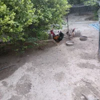 خروس و مرغ