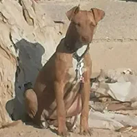 واگذاری پیت بول|سگ|مشهد, ویلاشهر|دیوار