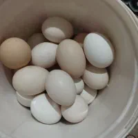 تخم مرغ