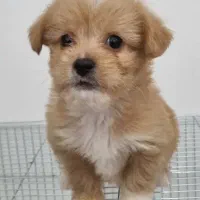 سگ مالتیز claas