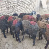 بره ماده های پای شیشک افشار و قزل افشار