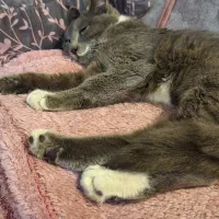 گربه پیدا شده نژاد دار