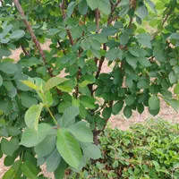 فروش زمین ۱ هکتار|فروش زمین و ملک کلنگی|زاینده رود, |دیوار