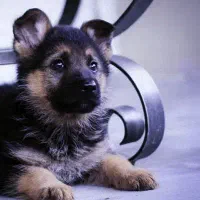 شپرز اصیل توله