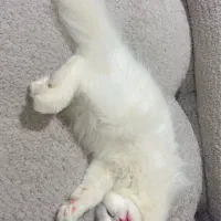 گربه پرشین|گربه|بندرعباس, |دیوار