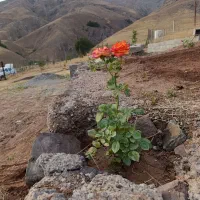 ۶۵۰ متر درختکاری با آب چشمه|فروش زمین و ملک کلنگی|طالقان, |دیوار